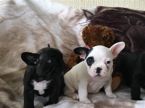 You've researched extensively on various dog breeds. French Bulldog, MALE AND FEMALE FRENCH BULLDOG PUPS, Dogs ...