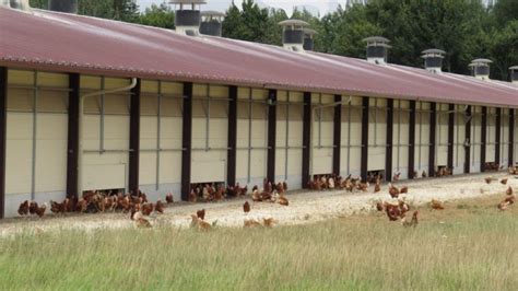 Un élevage de 40 000 poules pondeuses en plein air à Poiseul la Grange