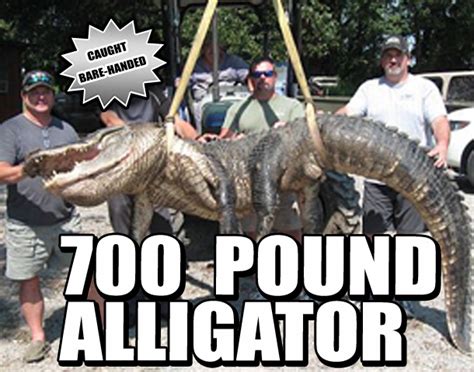700 Pound Alligator Weekly World News