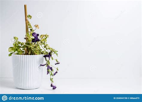 Dead Plant In A Pot Petunia The Concept Of Improper Care Of