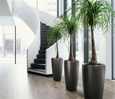 Statement Hotel Plants You Can Grow In Your Home To See More Read It👇