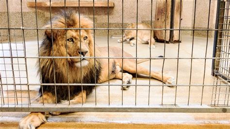 Lions Killed After Naked Man Jumps Into Zoo Enclosure