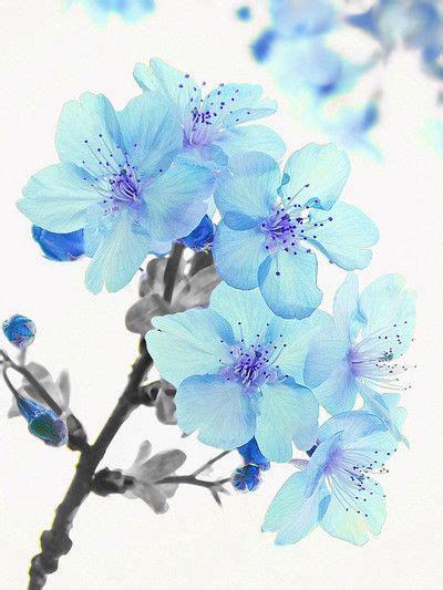 Blue Cherry Blossoms Blue Flower Tattoos Cherry Blossom Drawing