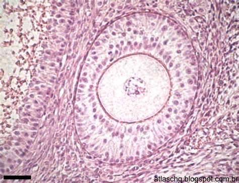 Folículo No Ovário O Que Significa