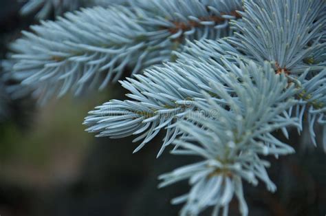 Close Up Of Blue Spruce Branch On Blurred Background Stock Image