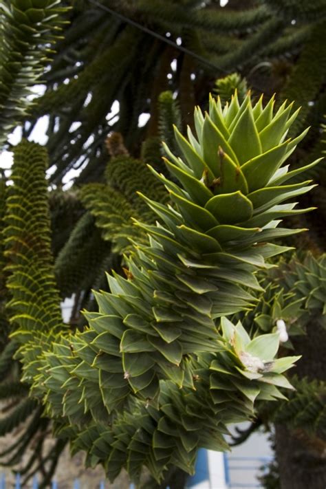 Shop trees, shrubs, bulbs & more. Spiky Tree - Chile