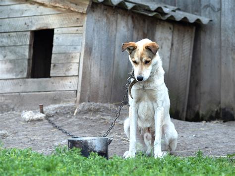 Chaining Dogs Illegal In Texas With New Law