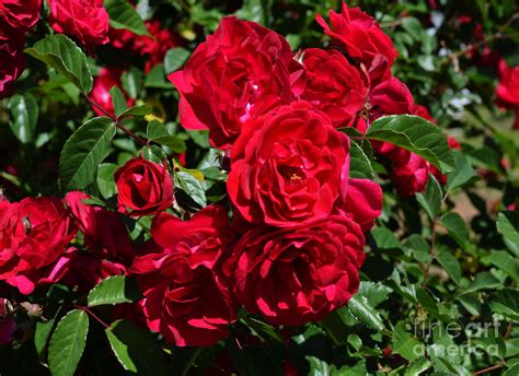 Red Rose Bush Photograph By Eva Thomas