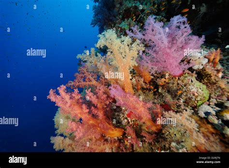 Underwater Coral Reef Colony Of Soft And Hard Corals Red Sea Egypt