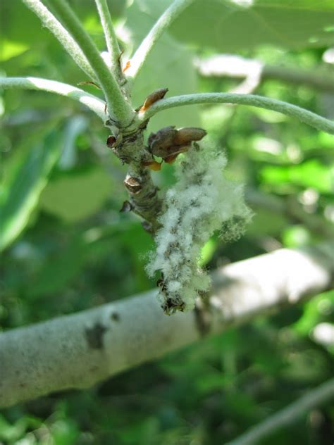 The skin of the capsule is thick and has 4 valves. Trees of Santa Cruz County: Populus alba - White Poplar