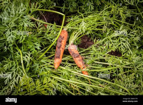 Carrots Daucus Carota Subsp Sativus With Soil Freshly Harvested