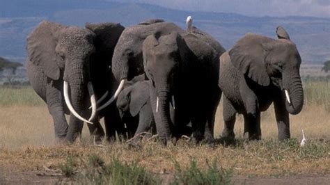 Rosa Rubicondior Death And Elephants