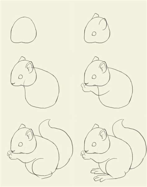 Drawing a squirrel in a standing position drawing a sleeping squirrel (side, front and back view). Learn To Master The Sweet And Playful Squirrel Art - Bored Art