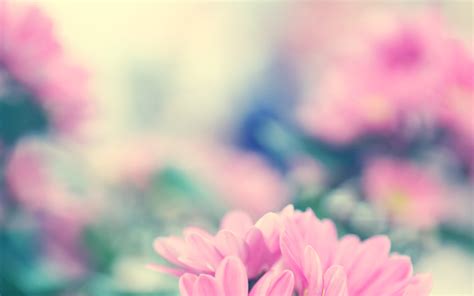 You can download them in psd, ai, eps or cdr format. Spring Flowers Backgrounds HD (30+) | PixelsTalk.Net