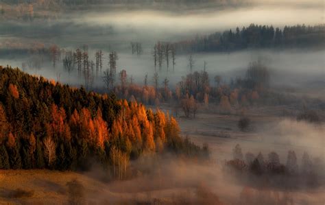 Nature Landscape Fall Mist Forest Sunrise Trees