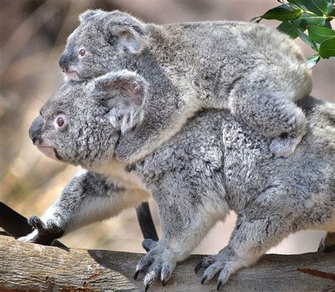 Koala Back Ride Animals And Pets Baby Animals Cute Animals Animal