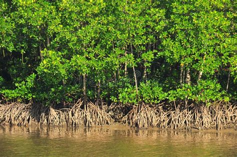 Mangrove Plant In Sea Shore Aerial Roots Stock Image Image Of