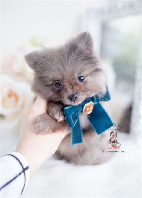 Find out what factors go into deciding how much it will cost to buy a teacup pomeranian puppy. Tiny Teacup Pomeranian Puppies | Teacups, Puppies & Boutique