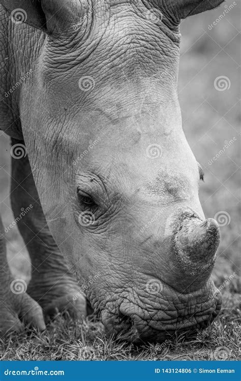 Close Up Of A Baby White Rhino Stock Photo Image Of Horned Calf