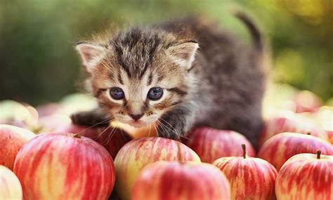 • can i give my cat applesauce? Can Cats Eat Apples? - A Complete Guide To Cats And Apples