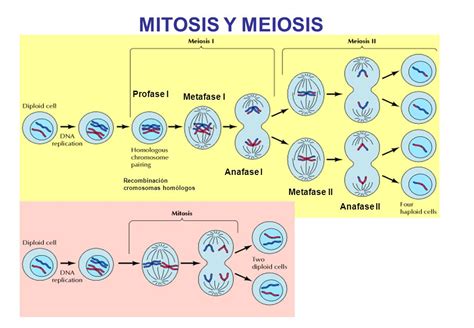 Mapa Conceptual De Las Fases De Mitosis Y Meiosis Ayuda Por Favor