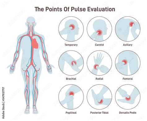 Pulse Points In Human Body Hot Sex Picture