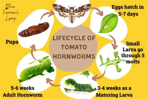 Tomato Hornworms Easily Find Kill And Prevent Them Naturally The