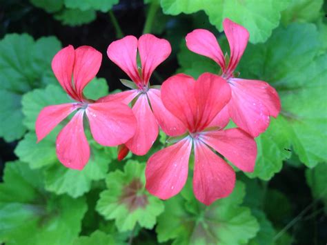 We did not find results for: Looks Great & Tastes Good Too: How To Grow Edible Flowers ...