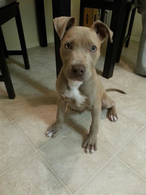 4 Month Old Pit Bull Puppy Looking For A New Home Losangeles