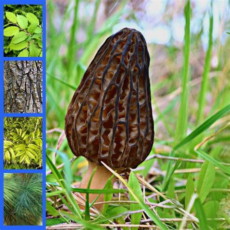 Morel Mushroom Identification What To Look For And What To Avoid