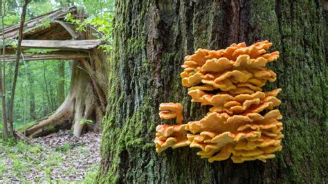 The Ultimate List Of Mushrooms That Grow On Trees