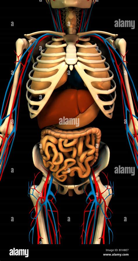 Anatomie Skelett Mit Organen Stockfotografie Alamy