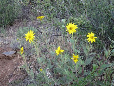 Innie Me Colorado Wildflowers Yellow