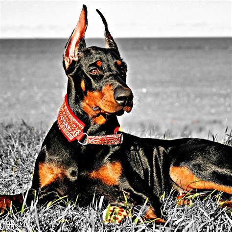 Home » equipement animaux » tarif garde de chien. chien doberman - chien de garde
