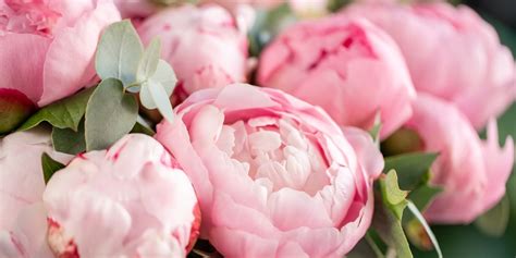 planting peonies in fall a growers guide gfl outdoors