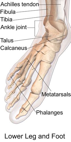The knee joint is the largest joint in the body and is primarily a hinge joint. Talus bone - Wikipedia