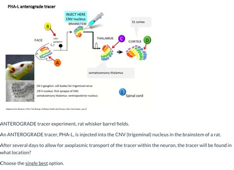 Choose usage printed publication (book, brochure, journal, etc.) brainstem. Bookbrain Stem Nuclei - Pin By Ella On Neurofisiologia ...