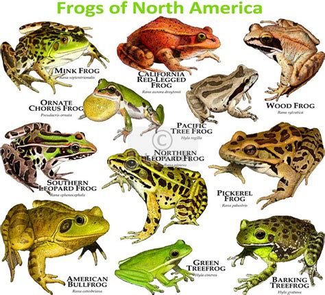 Frogs Of North America Flickr Photo Sharing