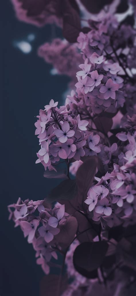 Common Lilac Aesthetic Wallpapers Blossom Wallpaper Iphone