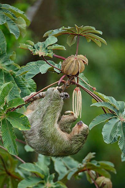 Three Toed Sloth Moving On Cecropia Tree One Of The More Than 200