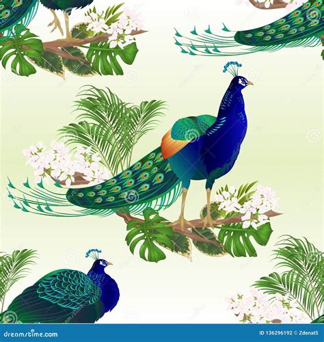 Seamless Peacocks Cartoon Vector CartoonDealer Com 40334889