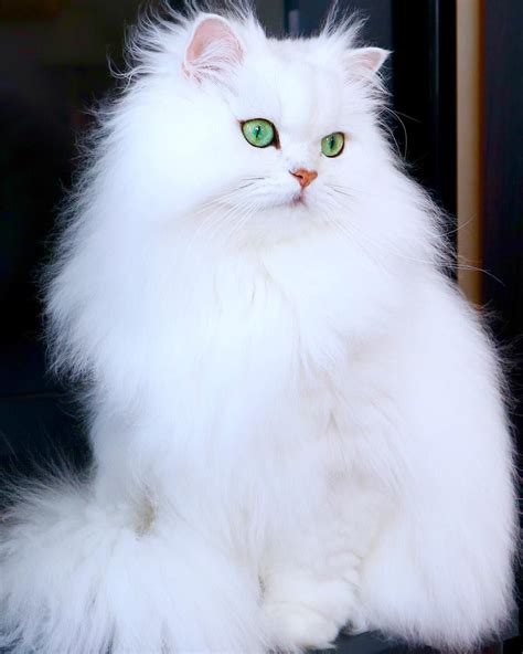 Carolina Fluffy White Kittens With Blue Eyes