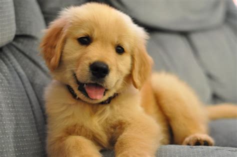 Cutest Golden Retriever Baby Pic Puppy Pinterest Mans Best