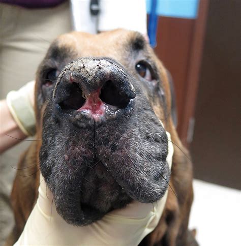 Nasal Planum Disease In Dogs Clinicians Brief
