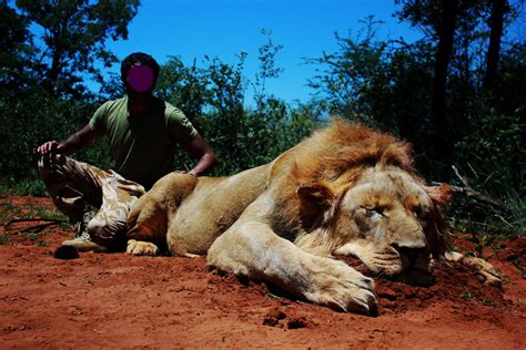 Hunting Lions In South Africa With Mkulu African Lion Hunting Safaris
