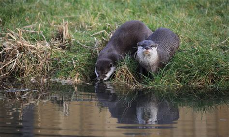 Successful Otter Trapping Season Reaches Quota Closes Early The