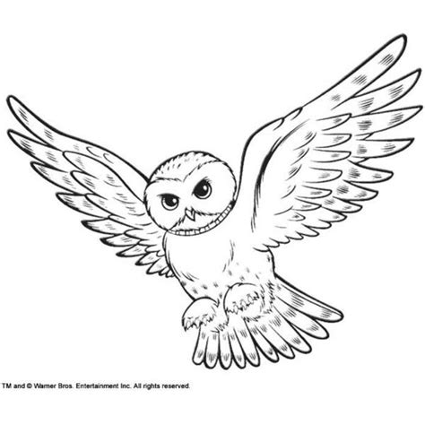 Harry potter, owl coloring page rating: Coloring Snowy Owl Hedwig picture found on Polyvore ...