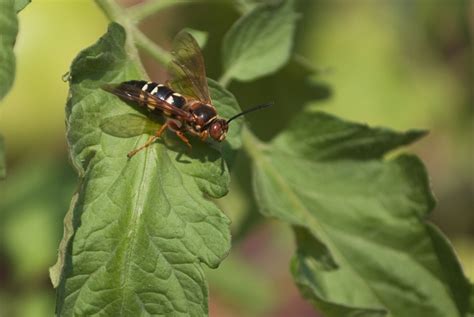 Ground Digger Wasp Get Rid Of Wasps And Hornets Terro®