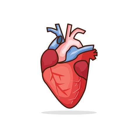 Human Heart Organ Vector Stock Illustration Isolated Design 3227080