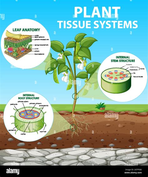 Diagram Showing Plant Tissue Systems Stock Vector Image And Art Alamy